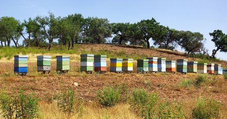 Colored bee-houseslの写真素材