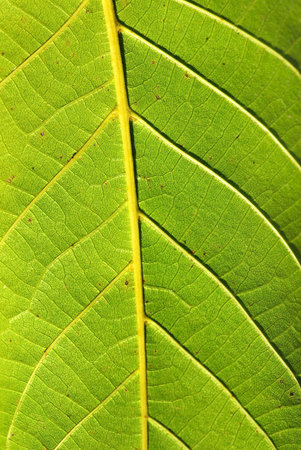 Closeup of autumn leaf.