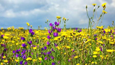 Wild flowers at Portugal.