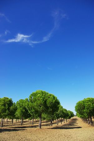 Field of green pines.の写真素材