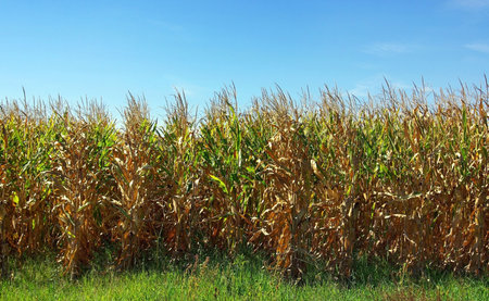 Cornfield in Autumn.