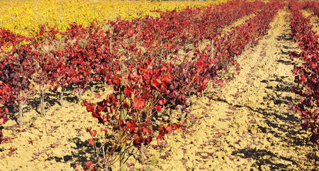 Colored vineyard in Autumn.の写真素材