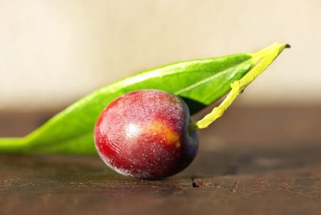 Mature Olive on branch.の写真素材