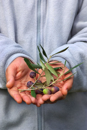 Fresh olives on branch.の写真素材