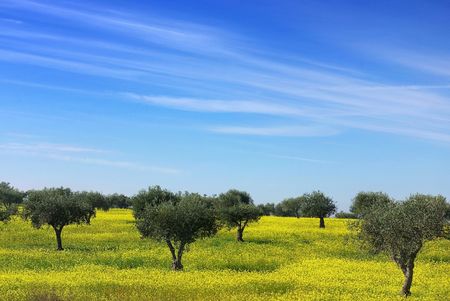 Olives tree in a field of yellow flowers.の写真素材