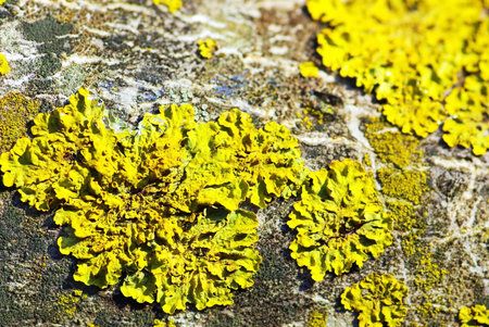 Background of yellow lichen.