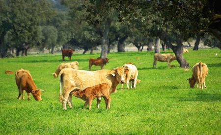 Cows in green field.の写真素材