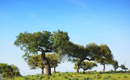 Forest of the Mediterranean in the South of Portugal.の写真素材