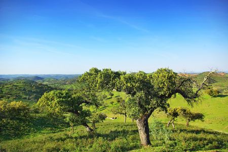 Forest of the Mediterranean in the South of Portugal.の写真素材