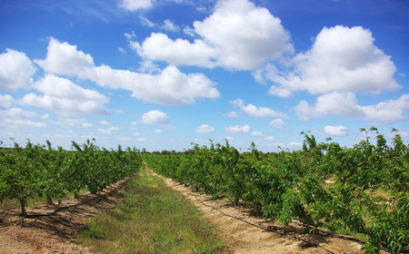 Orchard with peach trees and fruits.の写真素材