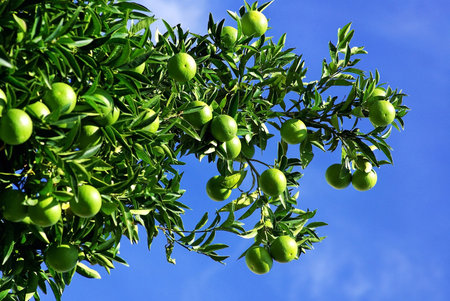 Green olives in branch.