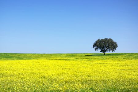 Tree in yellow field.の写真素材