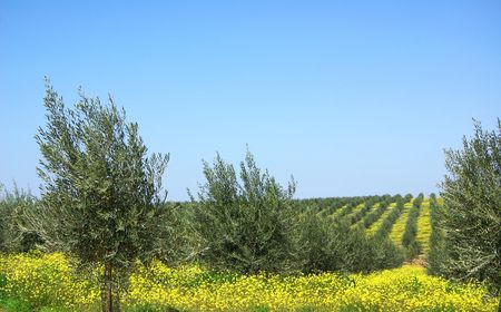 Olives tree at Portugal.の写真素材