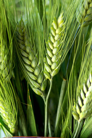 Green spikes bouquet.の写真素材