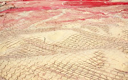 Nets of fish background.の写真素材