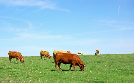 Cows grazing in field.の写真素材