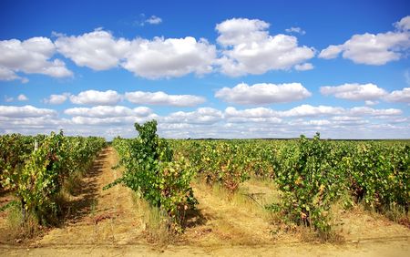 Vineyard at Portugal in Autumn.の写真素材