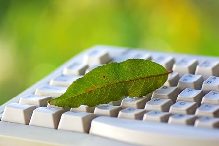 Green leaf on keyboard.の写真素材