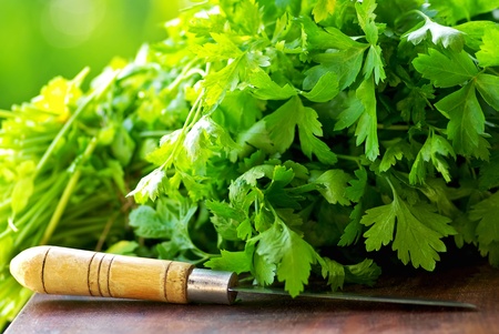 Green Cilantro herbs and knife.の写真素材