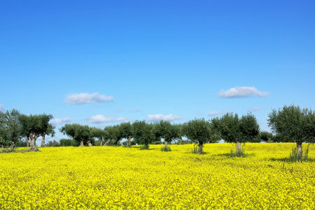 Olives tree in yellow field at Portugal.