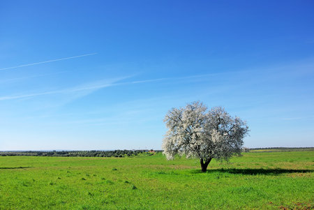 Almond tree in south of Portugal.の写真素材