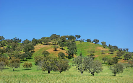 Trees at portuguese field, alentejo region.の写真素材
