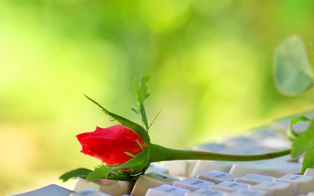 Red rose on  keyboard.の写真素材