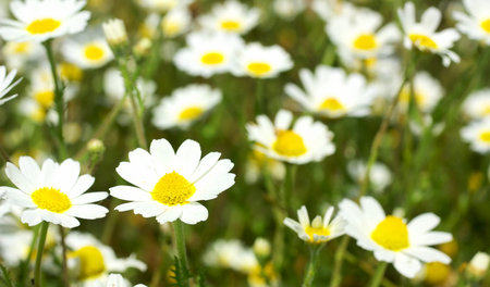 Wild Marguerites on field.