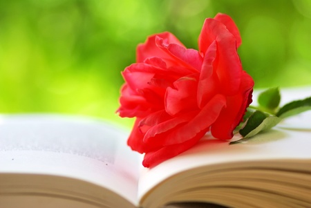 red rose on the book の写真素材