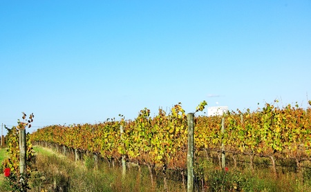 autumn vineyard at Portugalの写真素材