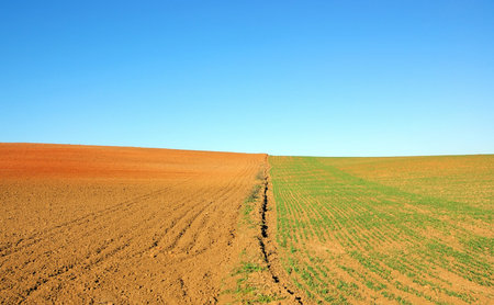  cultivated field  background and blue sky