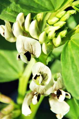 flower of broad bean plantの写真素材