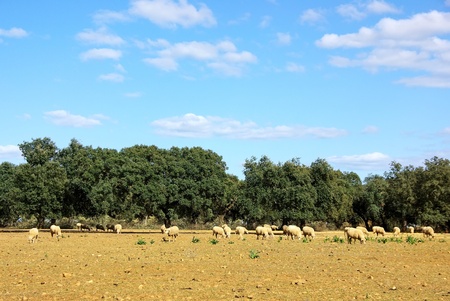 Sheeps in mediterranean fieldの写真素材