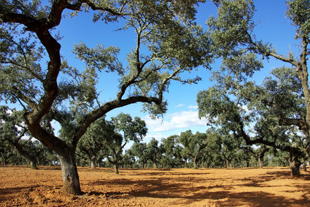 oak forest at mediterranean region