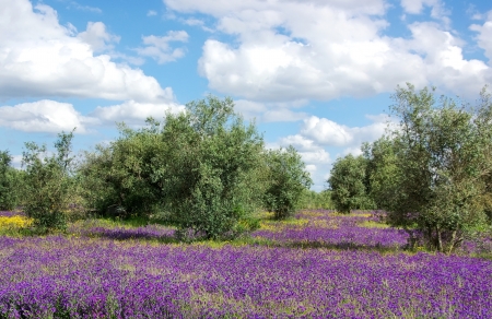 Olives tree in blue field,Portugalの写真素材