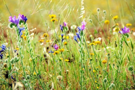 Wild flowers on portuguese fieldの写真素材