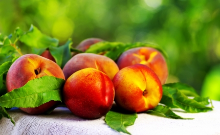 Ripe peaches with green leavesの写真素材
