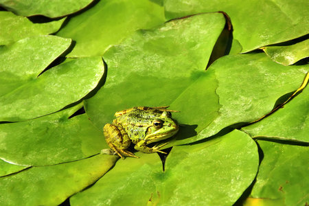 Green frog on leaf