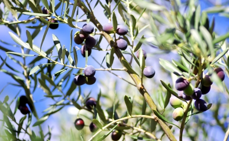 Ripe olives on treeの写真素材