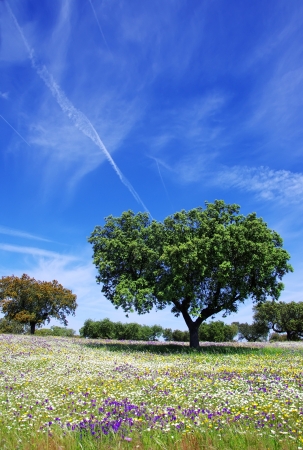 Oak trees on spring at Portugalの写真素材