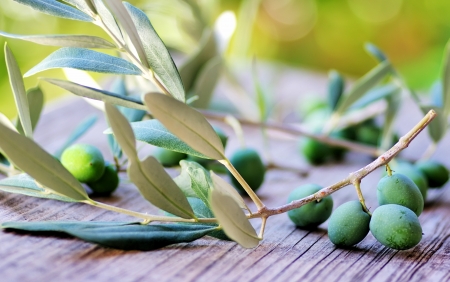 Olives and branches on tableの写真素材