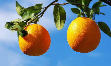 Two oranges on tree