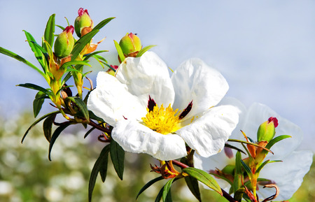 Gum rockrose - Cistus ladanifer の写真素材