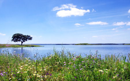 Oak tree in Alqueva Lake, Portugal. の写真素材