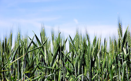Green spring grains in sky background