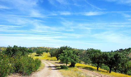  Oak trees in forest at Portugal. の写真素材