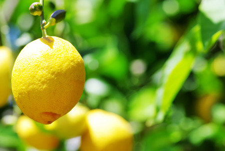  lemon hanging on a lemon treeの写真素材