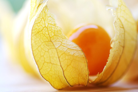  closeup of Physalis fruitの写真素材