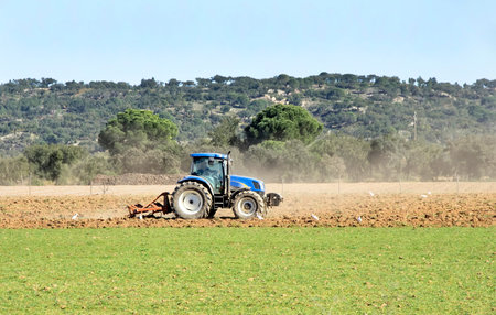A tractor plowing a field with a flock of seagulls