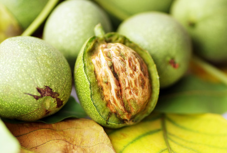 Green walnut, peeled and leavesの写真素材